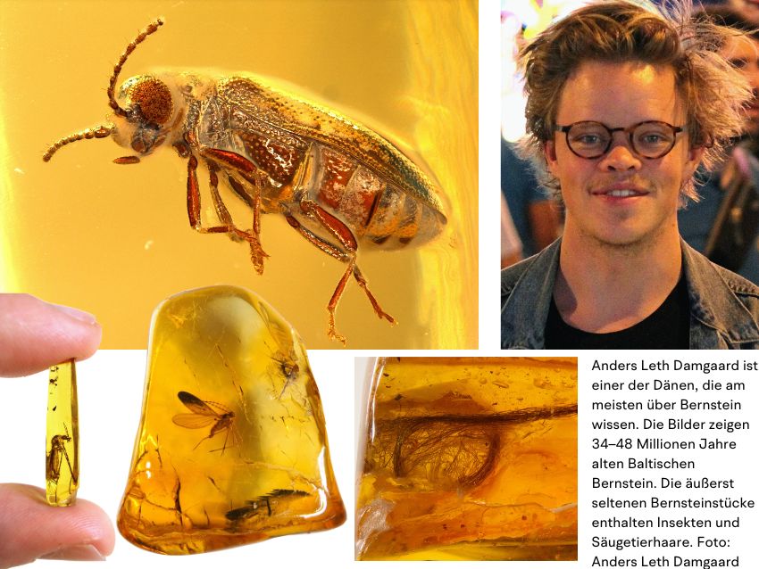 Bernsteinsucher am Strand mit UV-Lampe